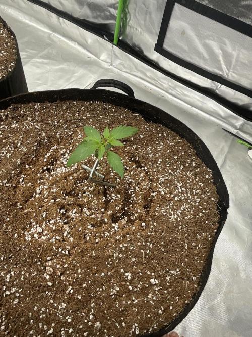 Who Gave the Ape a Marker?!. Week 1 - Gorilla cookies