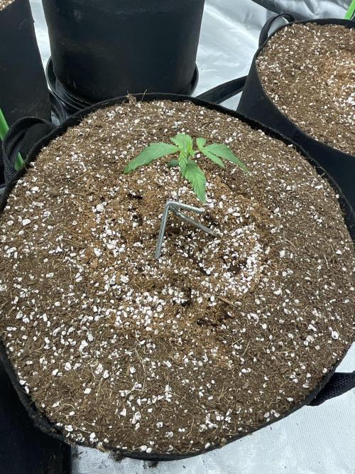 Who Gave the Ape a Marker?!. Week 1 - Gorilla cookies