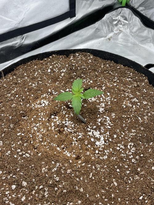 Who Gave the Ape a Marker?!. Week 1 - Gorilla cookies