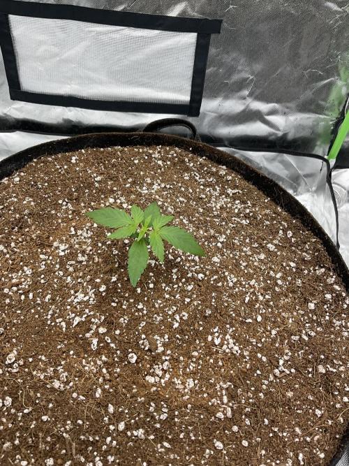 Who Gave the Ape a Marker?!. Week 1 - Gorilla cookies