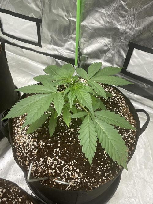 Who Gave the Ape a Marker?!. Week 3