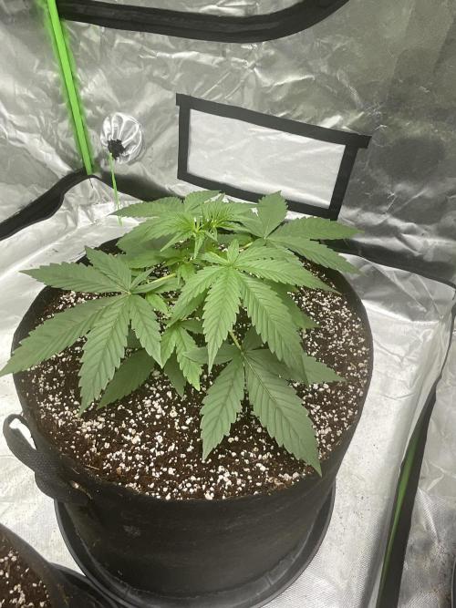 Who Gave the Ape a Marker?!. Week 3
