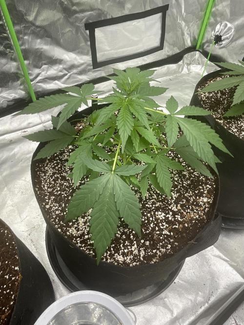 Who Gave the Ape a Marker?!. Week 3