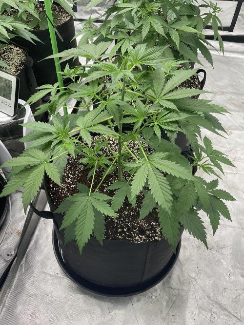 Who Gave the Ape a Marker?!. Week 4