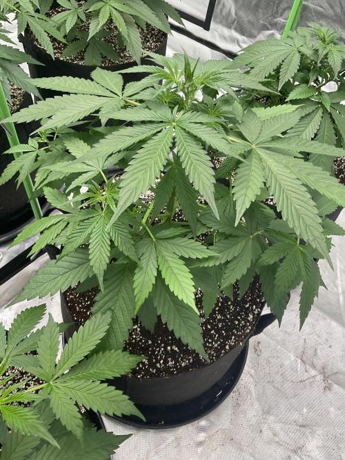 Who Gave the Ape a Marker?!. Week 4