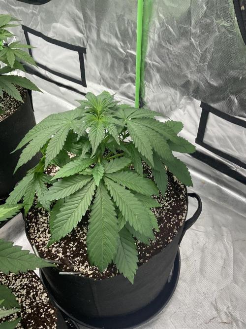 Who Gave the Ape a Marker?!. Week 4