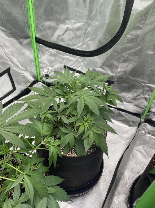 Who Gave the Ape a Marker?!. Week 4