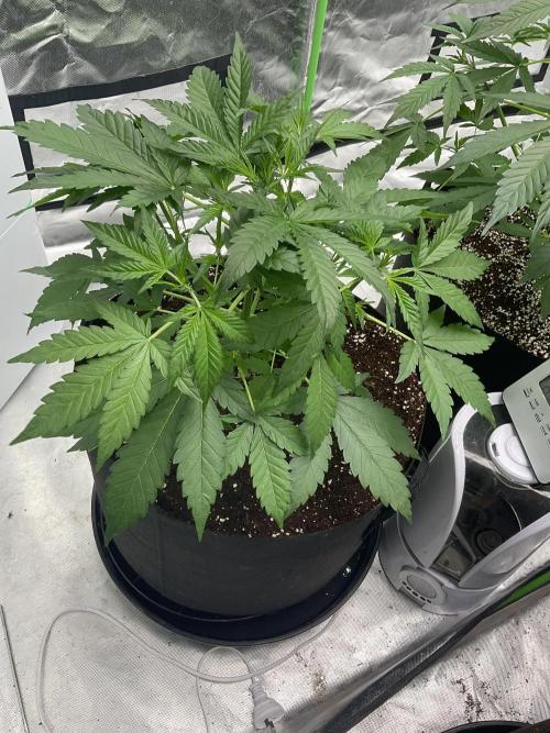Who Gave the Ape a Marker?!. Week 4