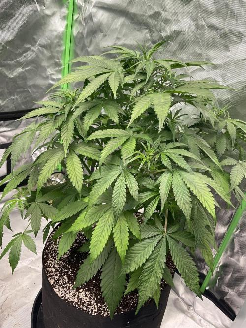Who Gave the Ape a Marker?!. Week 5