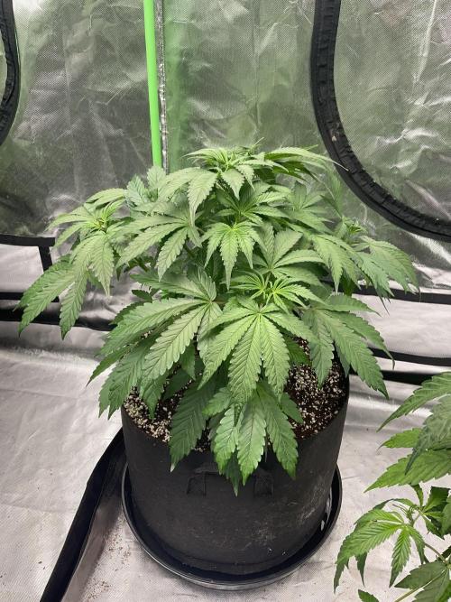 Who Gave the Ape a Marker?!. Week 5