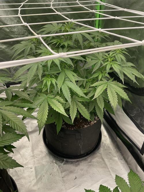 Who Gave the Ape a Marker?!. Week 5