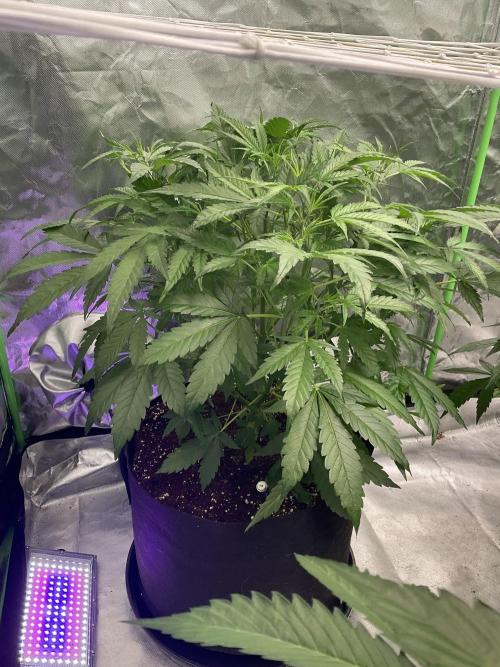 Who Gave the Ape a Marker?!. Week 5