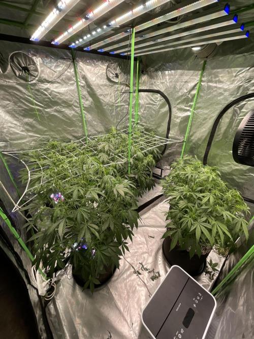 Who Gave the Ape a Marker?!. Week 6