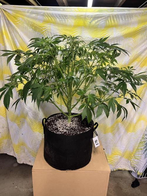 Who Gave the Ape a Marker?!. Week 7