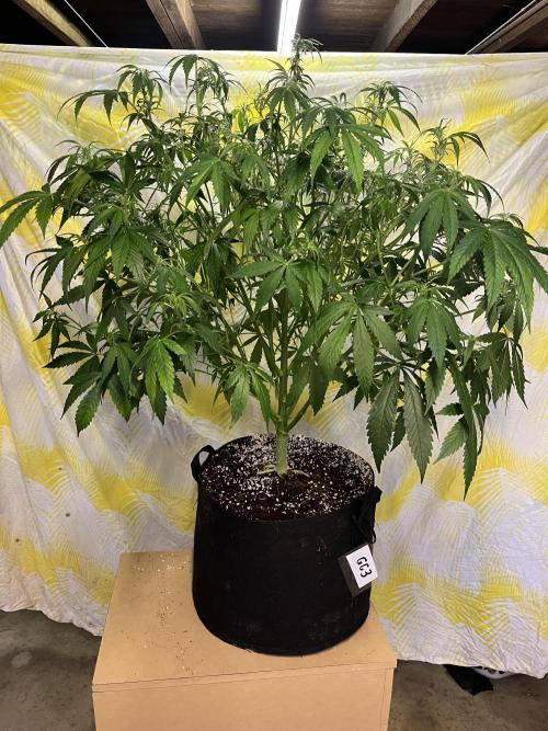 Who Gave the Ape a Marker?!. Week 7