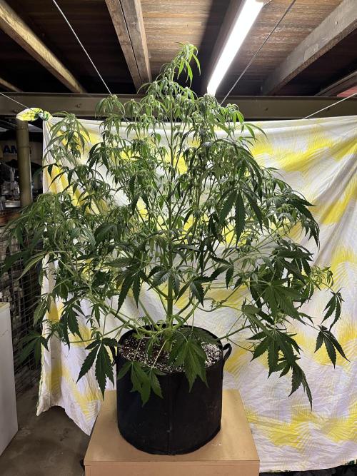 Who Gave the Ape a Marker?!. Week 7