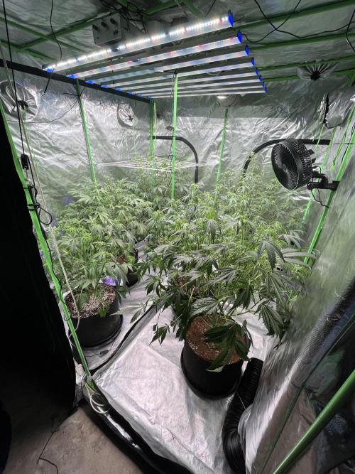 Who Gave the Ape a Marker?!. Week 7