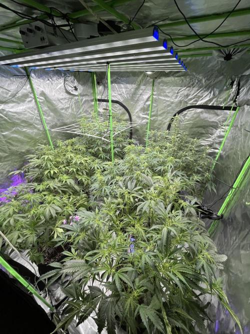 Who Gave the Ape a Marker?!. Week 7