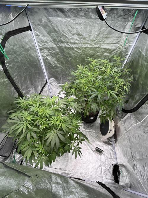 Who Gave the Ape a Marker?!. Week 8