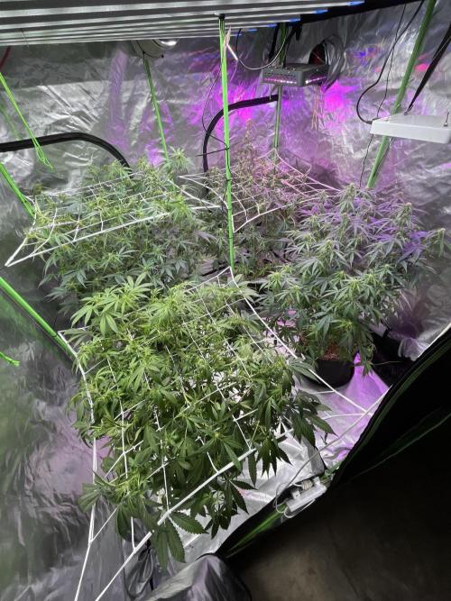 Who Gave the Ape a Marker?!. Week 8