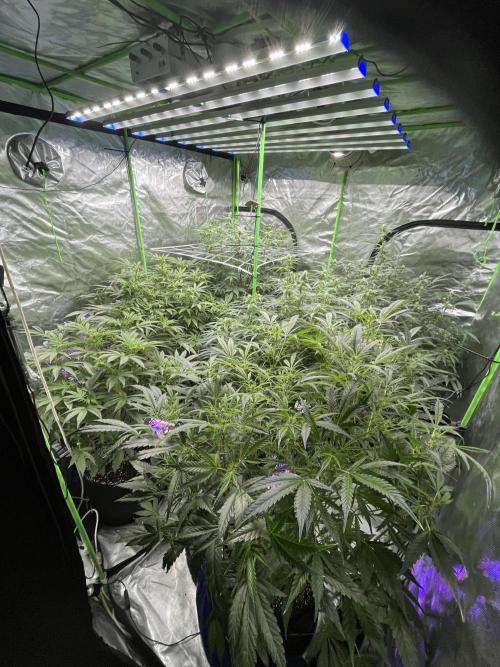 Who Gave the Ape a Marker?!. Week 8