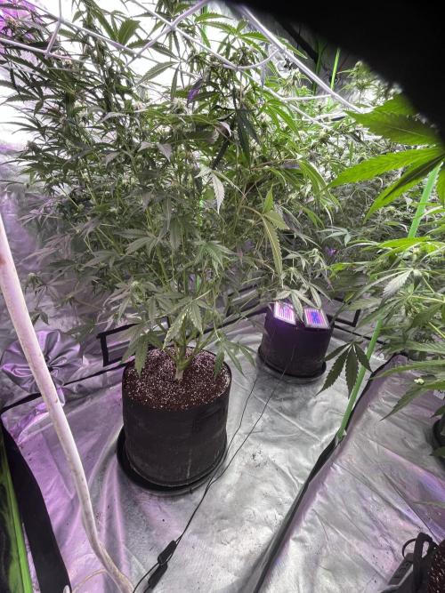 Who Gave the Ape a Marker?!. Week 9