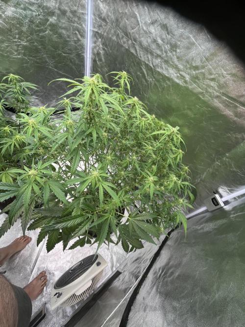 Who Gave the Ape a Marker?!. Week 9