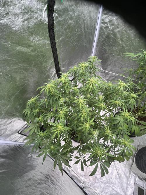 Who Gave the Ape a Marker?!. Week 9