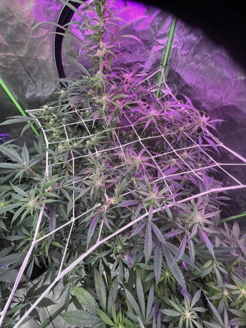 Who Gave the Ape a Marker?!. Week 9