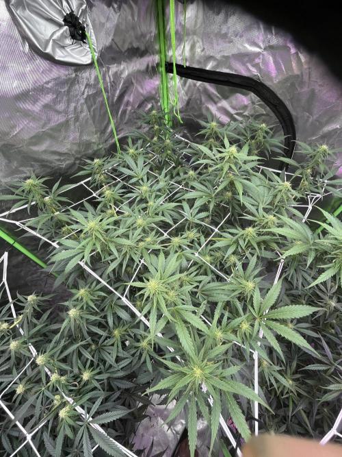 Who Gave the Ape a Marker?!. Week 9