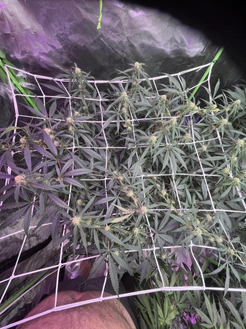 Who Gave the Ape a Marker?!. Week 9