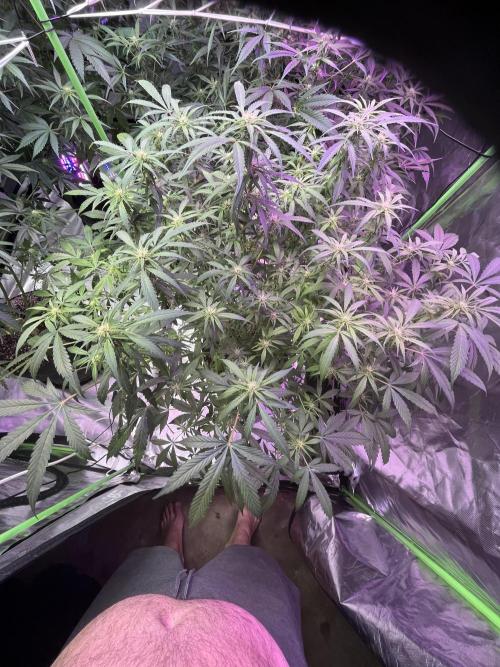 Who Gave the Ape a Marker?!. Week 9