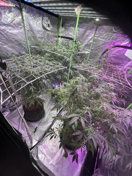 Who Gave the Ape a Marker?!. Week 9