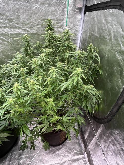 Who Gave the Ape a Marker?!. Week 10