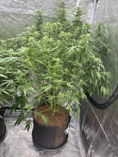 Who Gave the Ape a Marker?!. Week 10