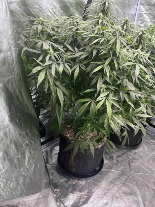 Who Gave the Ape a Marker?!. Week 10
