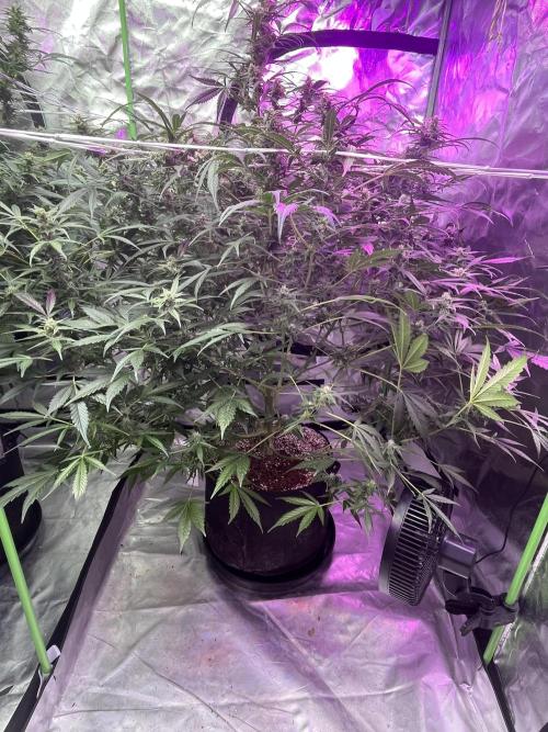 Who Gave the Ape a Marker?!. Week 10