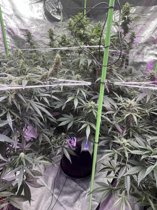 Who Gave the Ape a Marker?!. Week 10