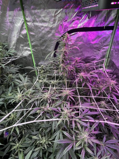 Who Gave the Ape a Marker?!. Week 10