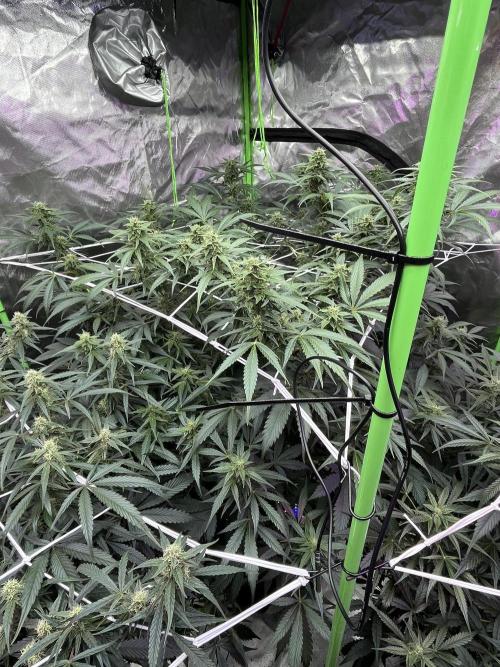 Who Gave the Ape a Marker?!. Week 10