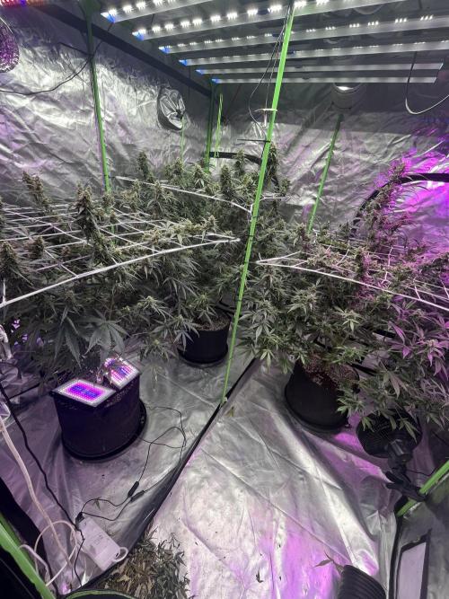 Who Gave the Ape a Marker?!. Week 12