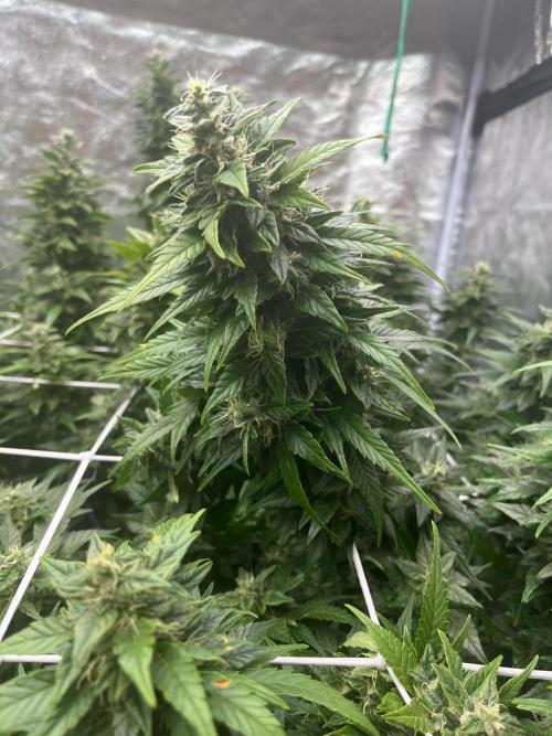 Who Gave the Ape a Marker?!. Week 12