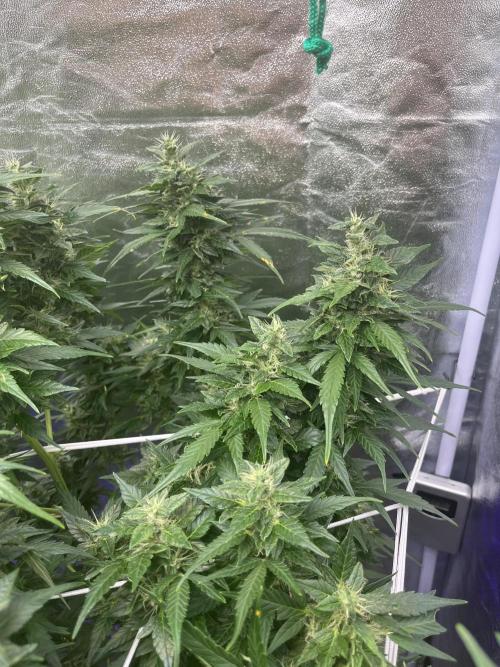 Who Gave the Ape a Marker?!. Week 12