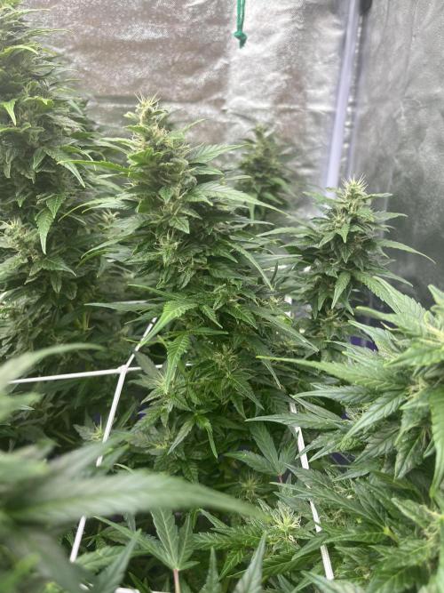 Who Gave the Ape a Marker?!. Week 12