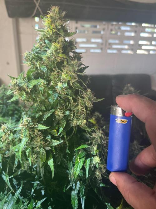 Who Gave the Ape a Marker?!. Week 13