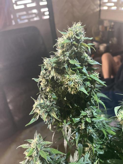 Who Gave the Ape a Marker?!. Week 13