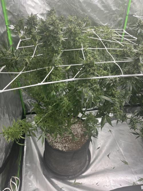Who Gave the Ape a Marker?!. Week 13