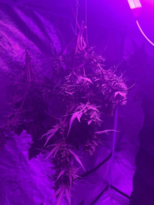 Who Gave the Ape a Marker?!. Week 13