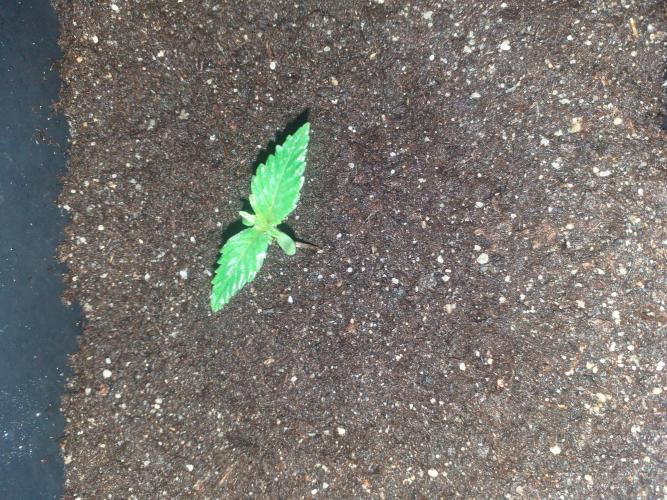 2xAmnesia fast x 2xJack auto fast. Week 1