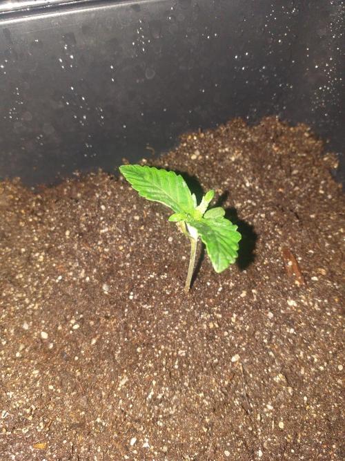 2xAmnesia fast x 2xJack auto fast. Week 1